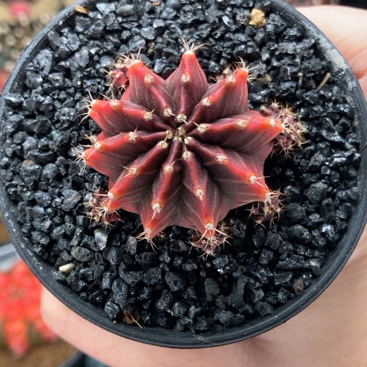 国**子专拍的 米哈仙人球