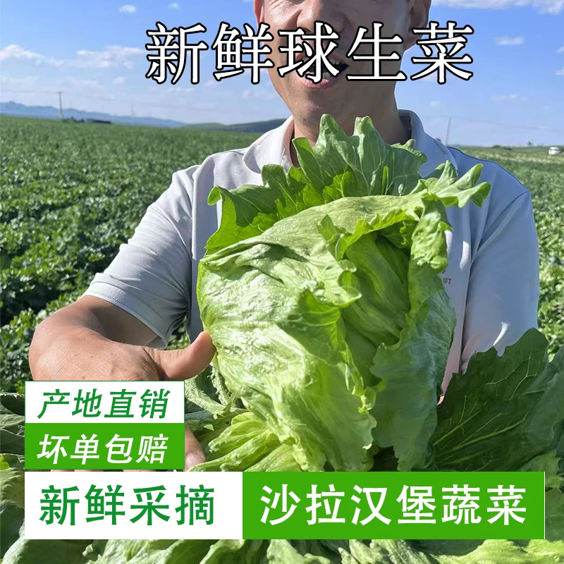 新鲜球生菜西生菜汉堡沙拉生菜圆生菜西餐轻食沙拉菜食材