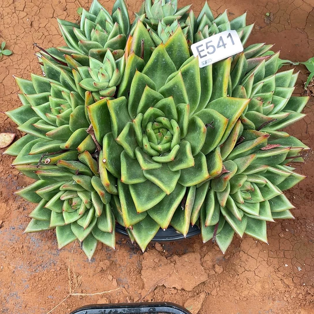 若如东云组拍E541
