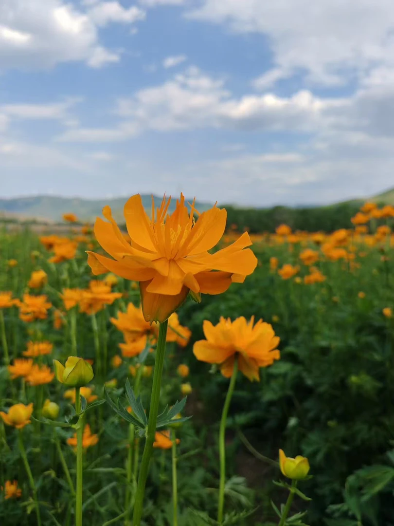 内蒙古大草原野生金莲花(包邮)
