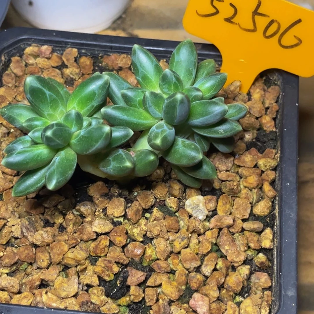 金*52506号晚上多肉植物群生