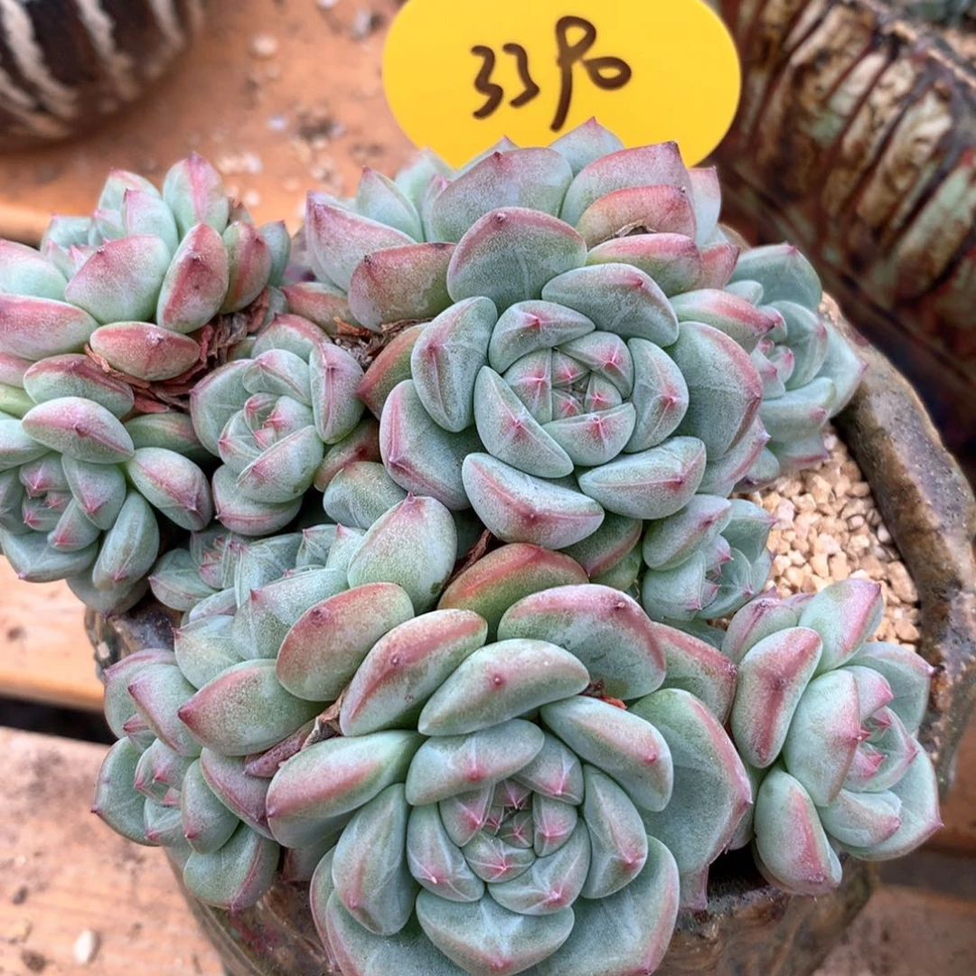 石榴籽肥厚暗纹珍妮老桩3390