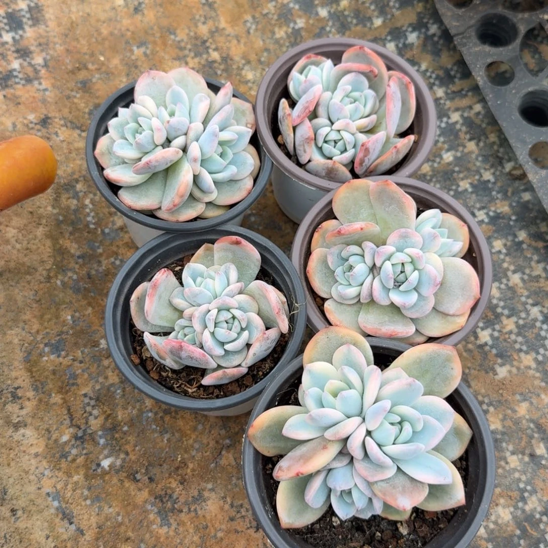 一群的价格腹轮锦一颗