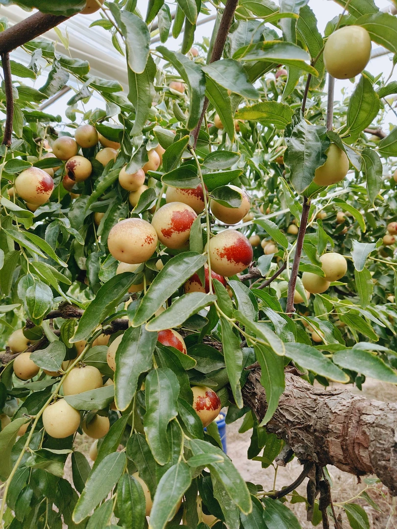 《京东快递》陕西正宗大荔冬枣应季脆甜多汁果园直发颗颗精选