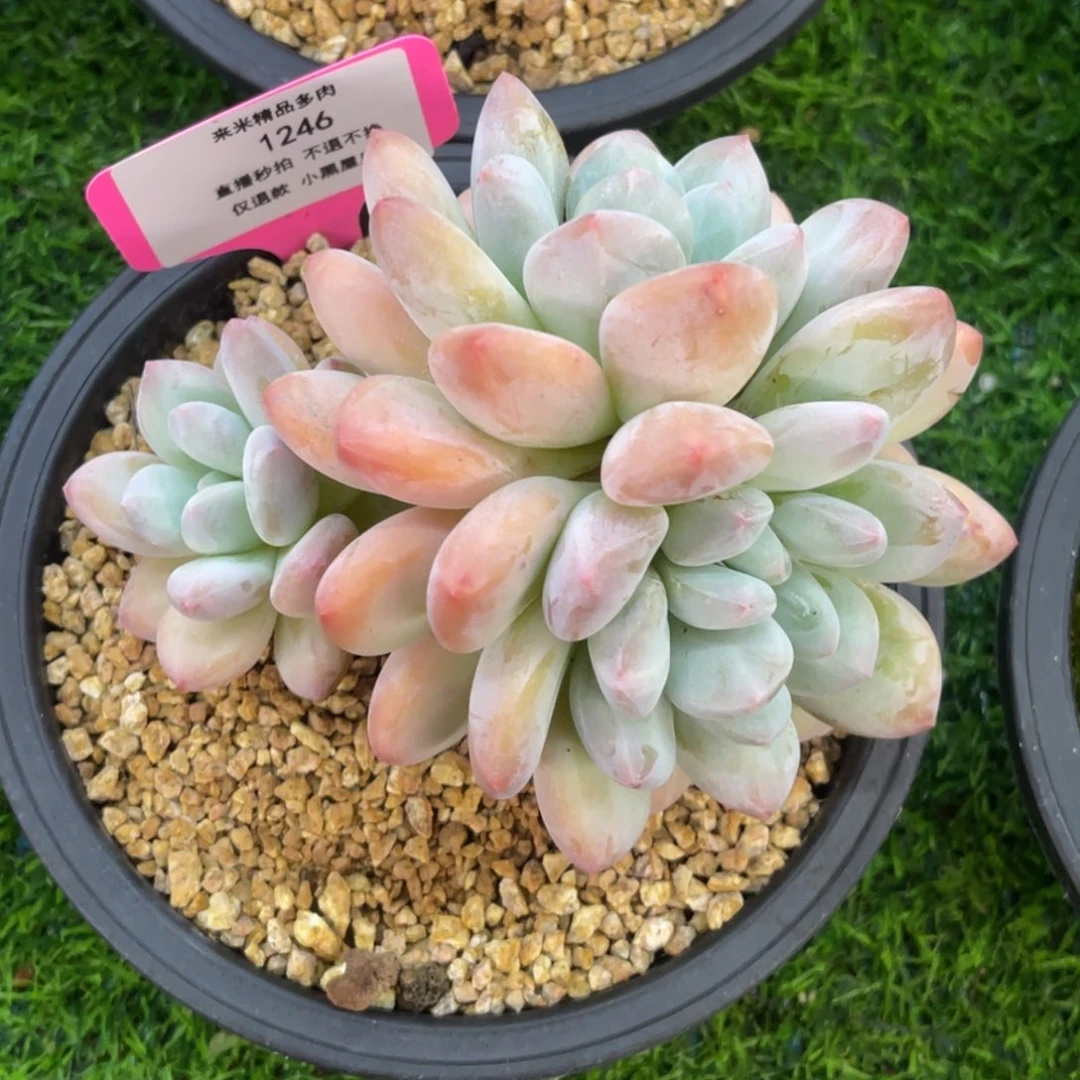 S****柒1246香水小群冠幅12公分