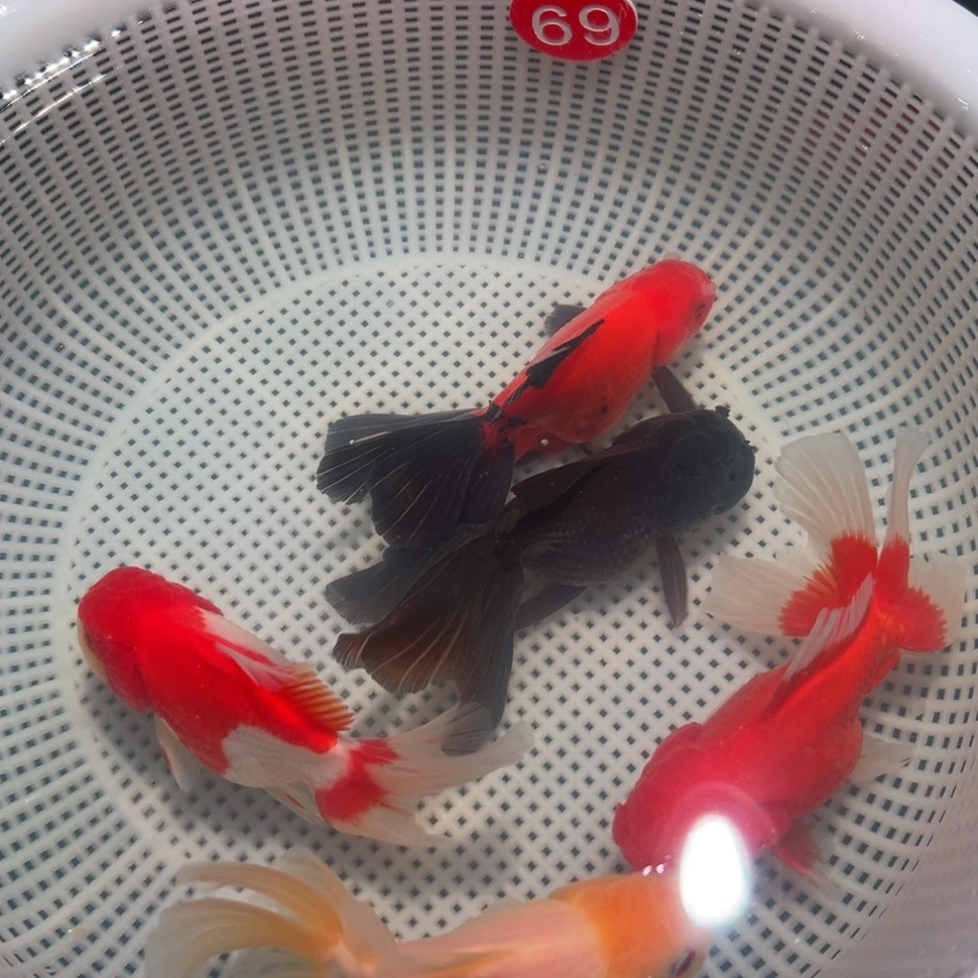 金鱼冷水观赏鱼混搭