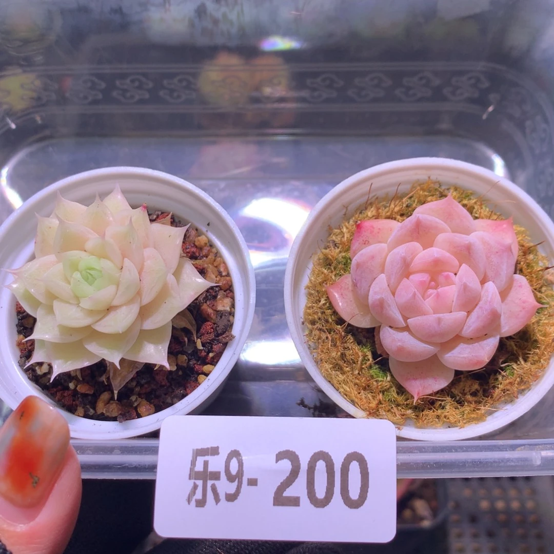 乐然 9-200 框拍2颗