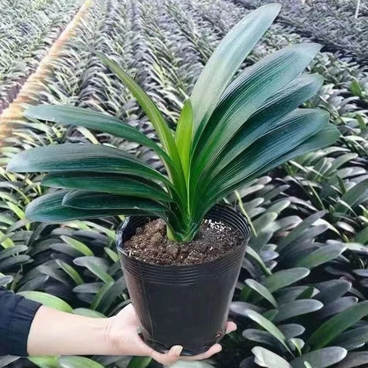 君子兰10-12片叶子2盆国兰立板圆头和尚原盆原土发货养护光照种植