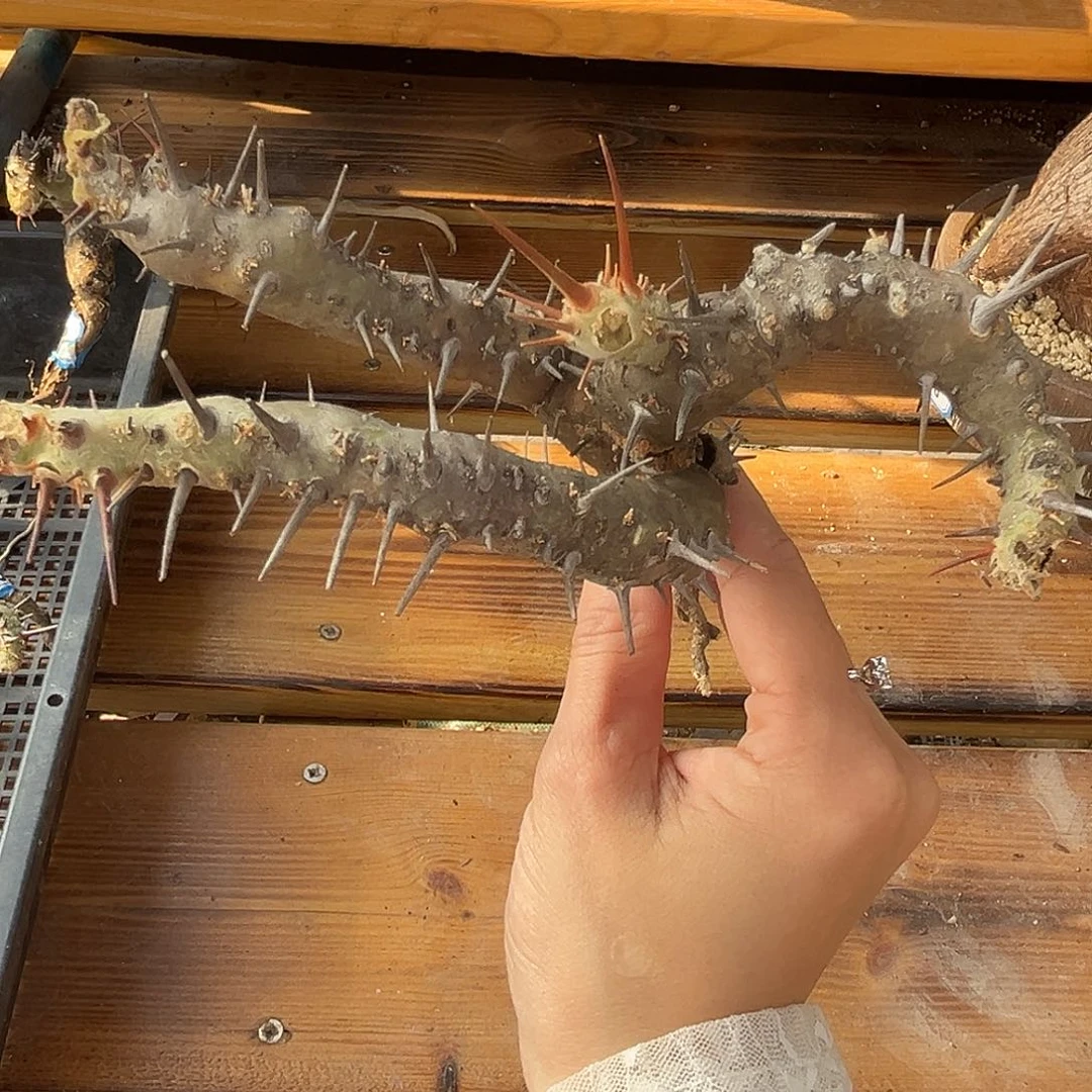 产地刺月界，妖娆造型