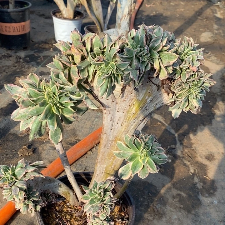 灿烂缀19多肉植物法师法师