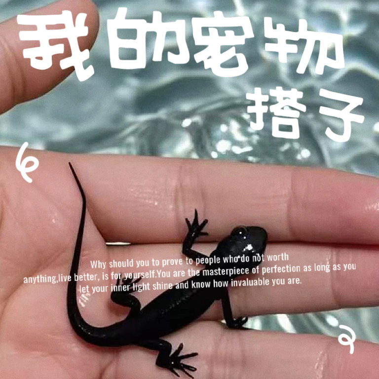 【原生缸必选】东方蝾螈小火龙活体冷水宠物观赏鱼好养可清洁鱼缸