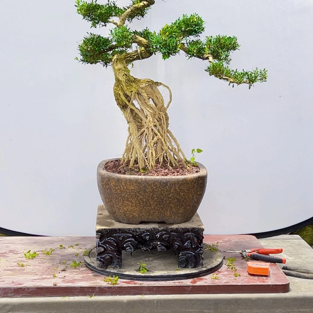 无花朵高端黄杨盆景艺术