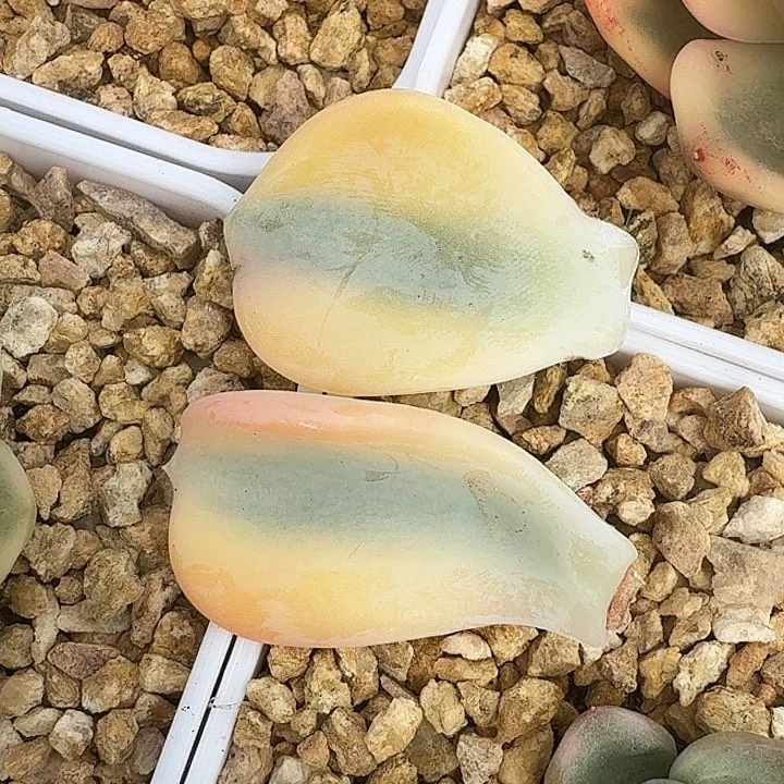 美尻锦一组叶片腹轮锦