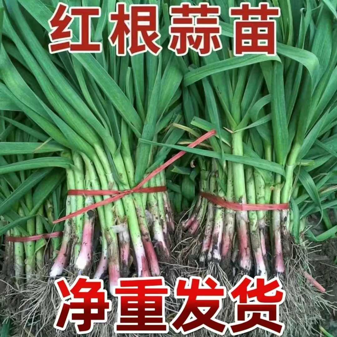 河南农家露天红紫皮大蒜叶新鲜红根青蒜苗应季自种鲜嫩蔬菜当季菜