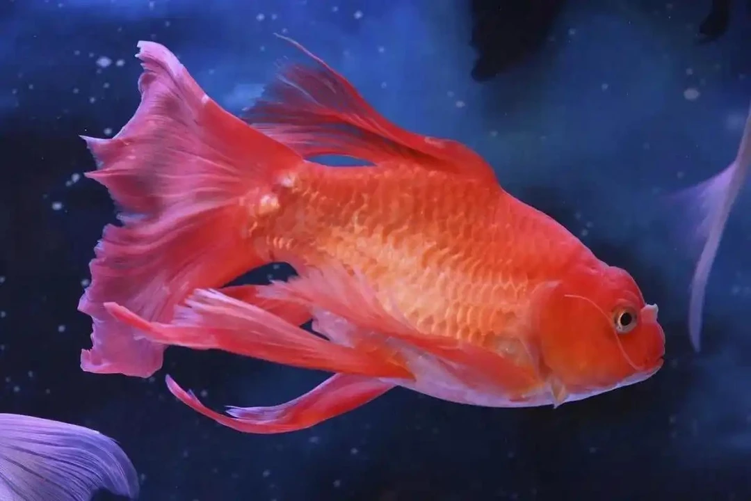 红色精品观赏鱼原生鱼蝴蝶鲤原生鱼30-