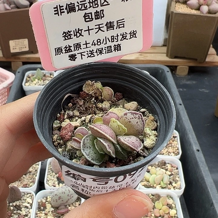 092变异海豹多肉
