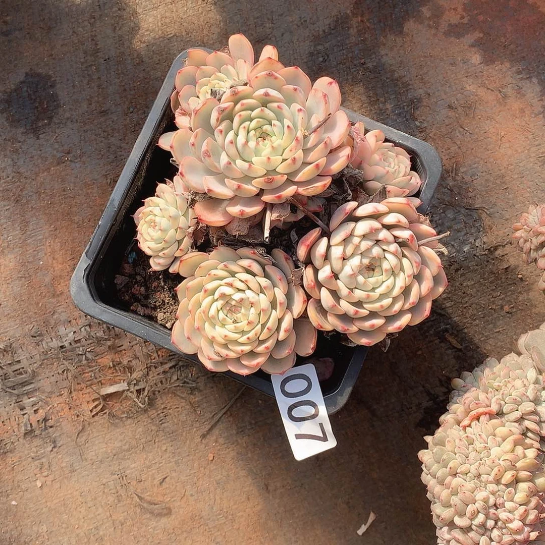 007锦 一物一拍多肉