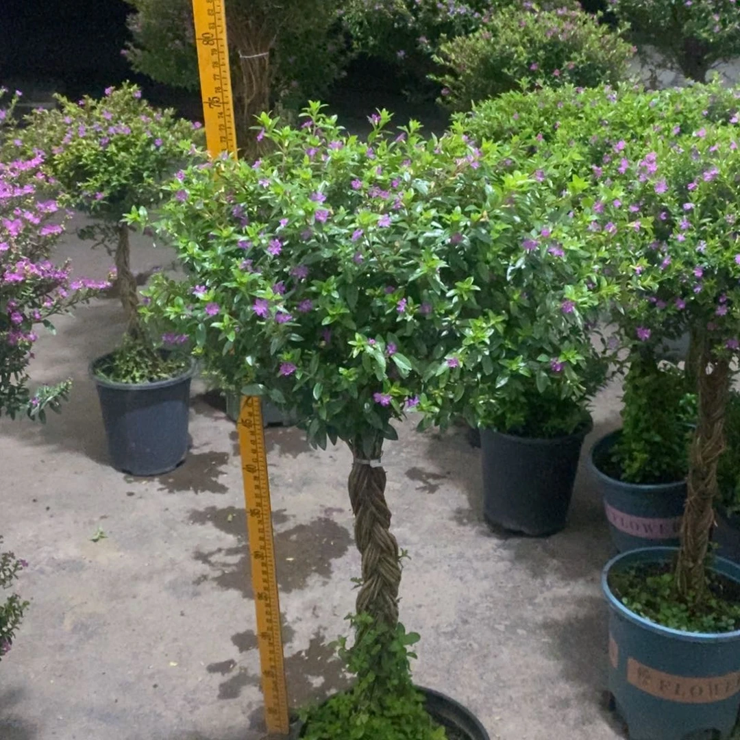 完全开放一物一拍4939