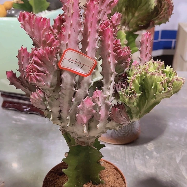 大戟科多肉植物彩麒麟