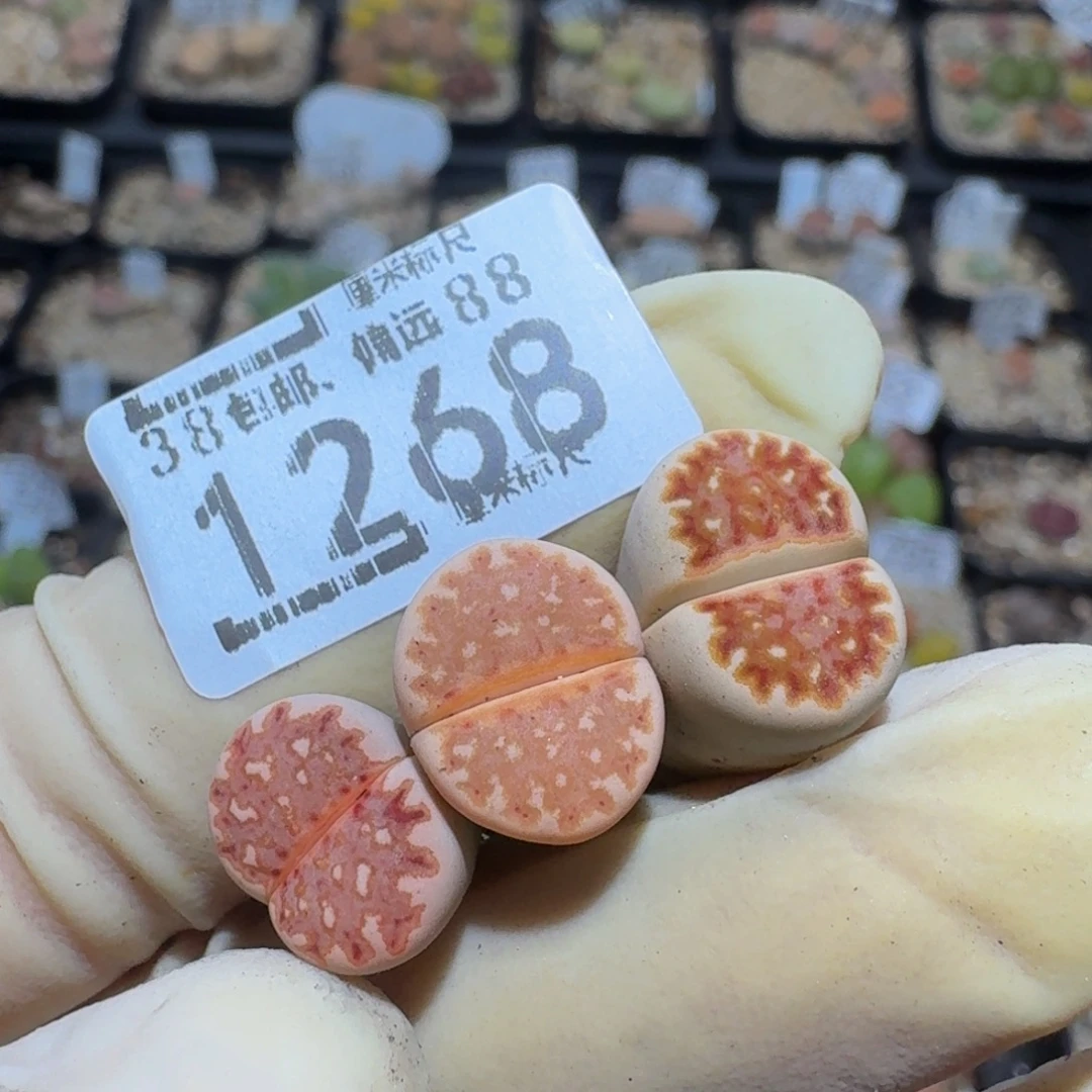 ？***zzzzz精品生石花1268