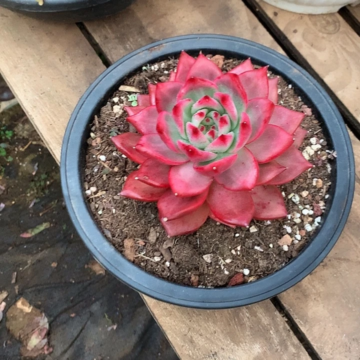 美肉特价活动开始啦