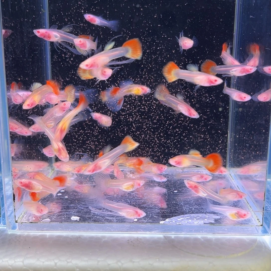 孔雀鱼火烧云玻璃鱼苗公母随机20条
