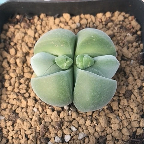 多肉肉锥 无比玉