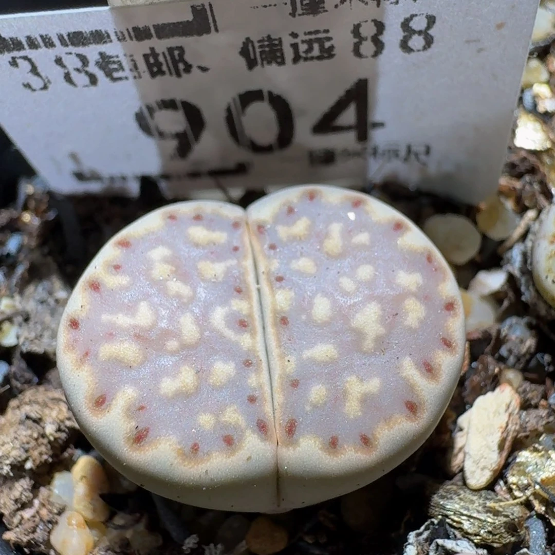 Ssss精品生石花904