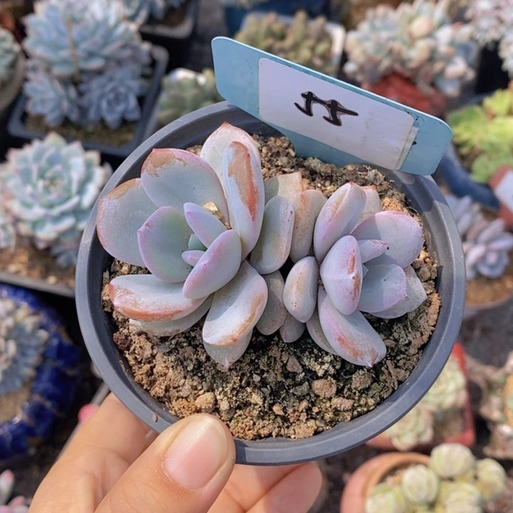 55号韩版奶茶一颗1111
