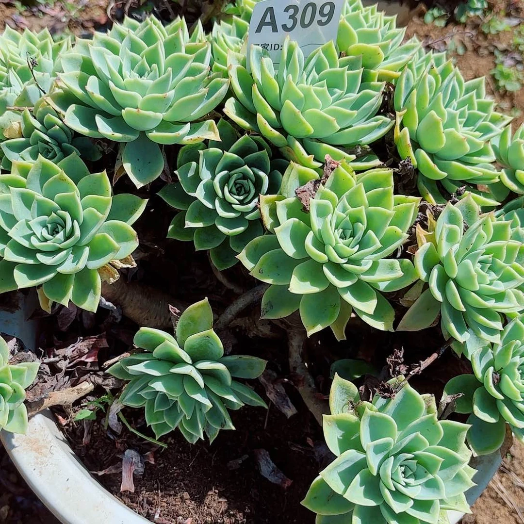 三色堇多肉植物309