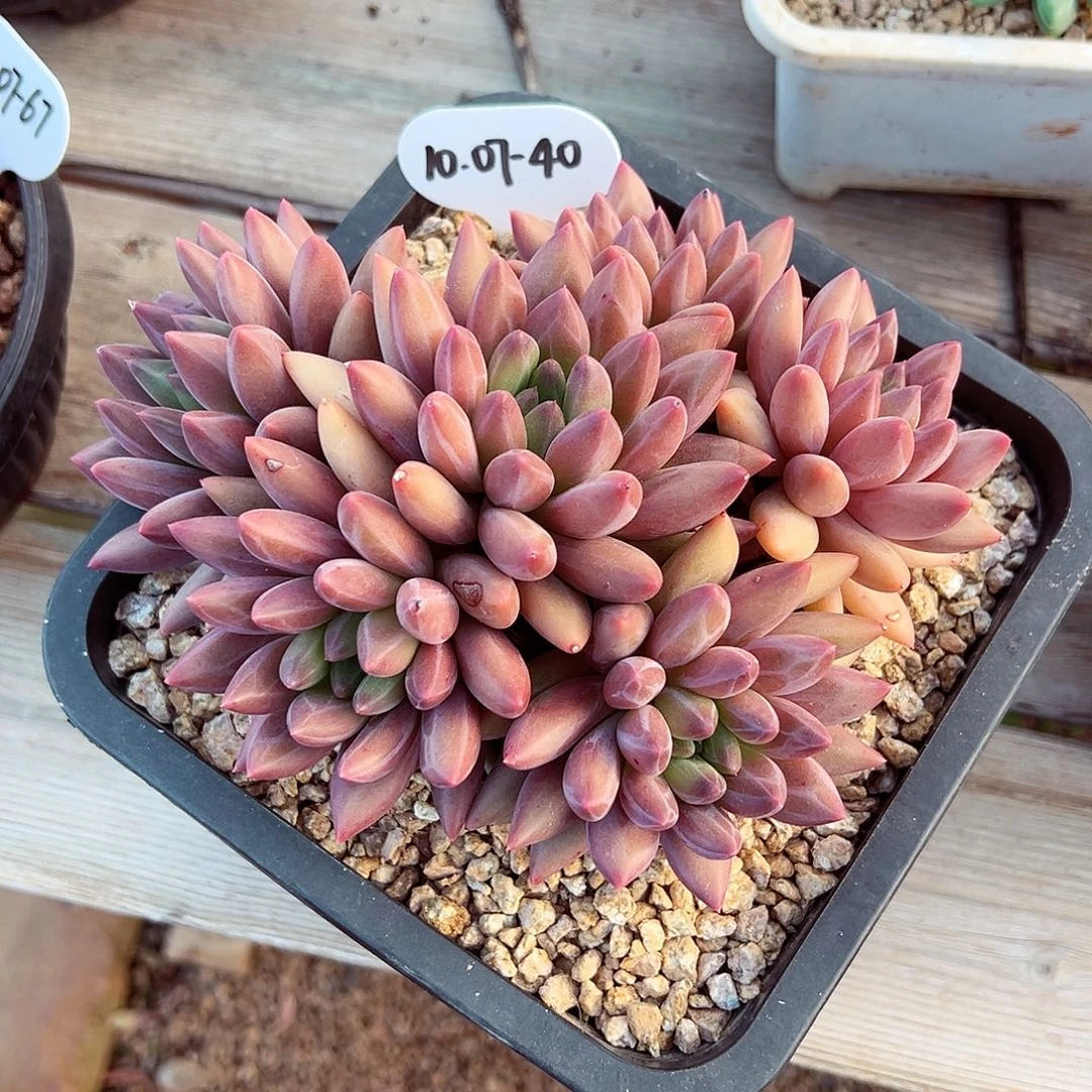 月***1007-40红蜻蜓群（有砍）