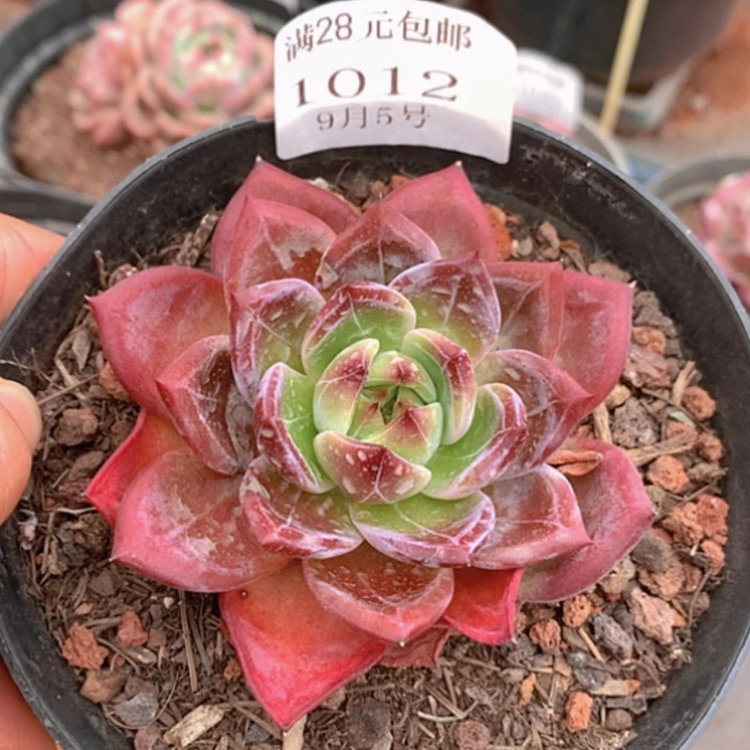 【闪购商品】云1012号
