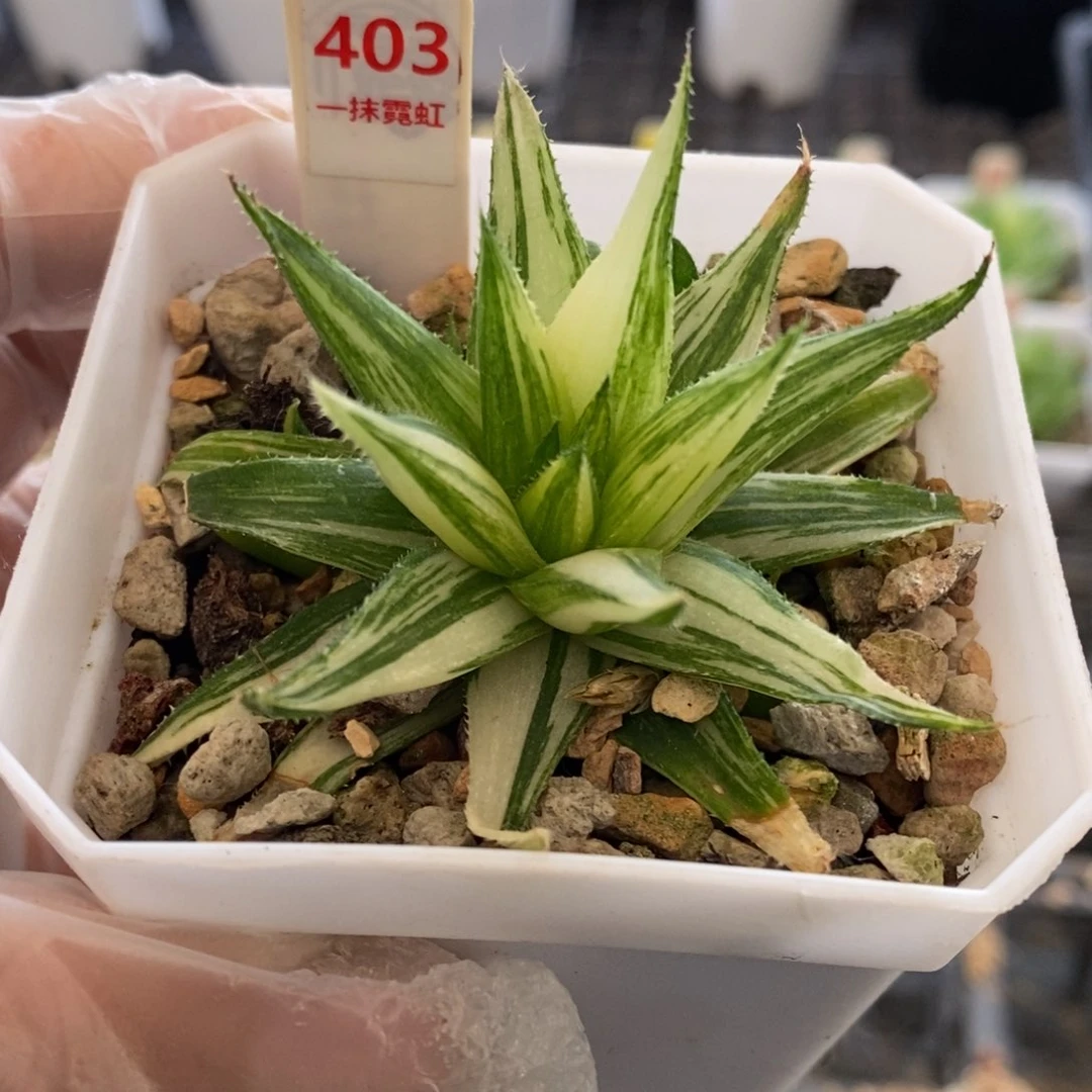 403号原始锦多肉植物