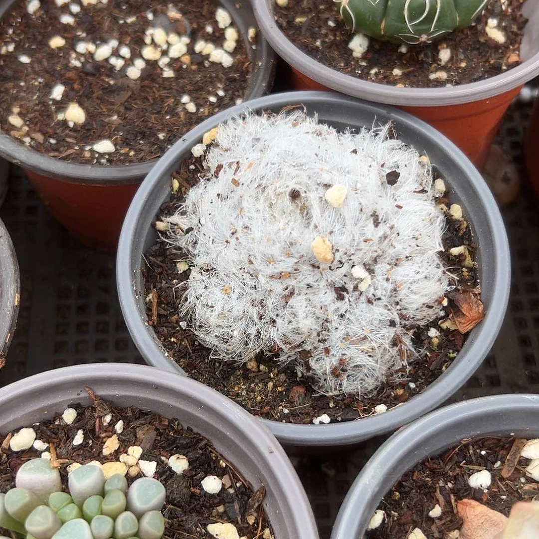 多肉植物多肉植物