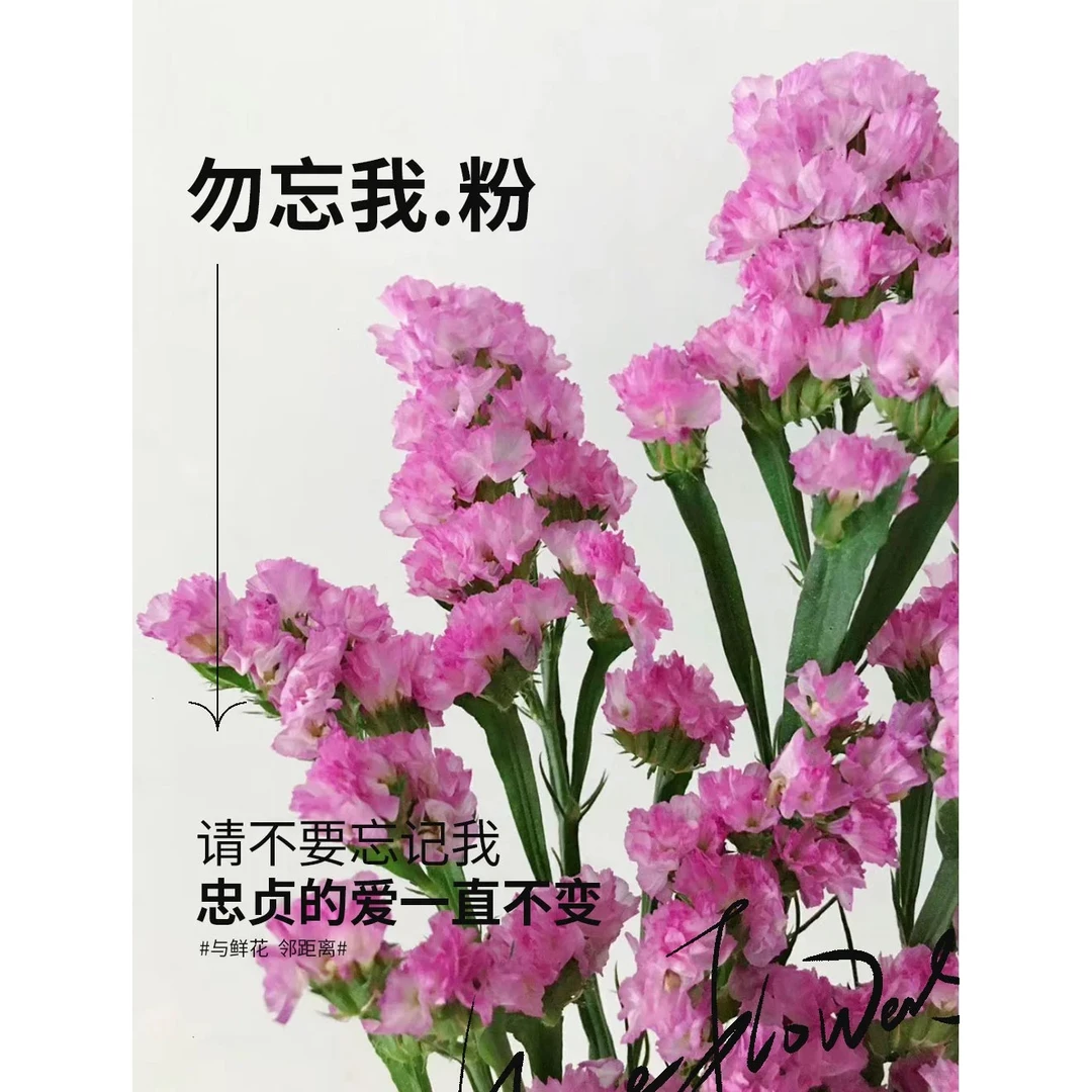 粉色 勿忘我 鲜切花