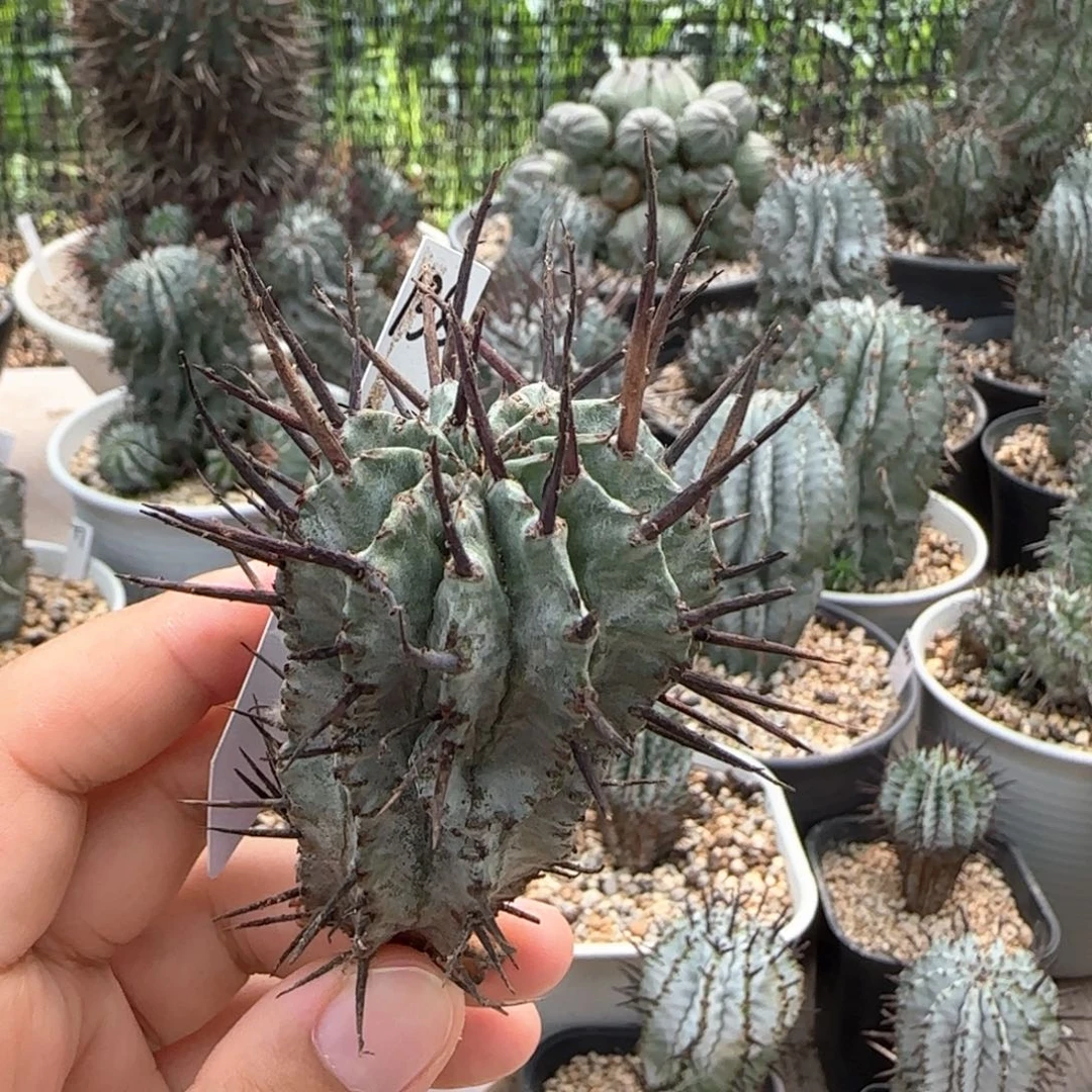 138脱土发 狂刺大型白衣