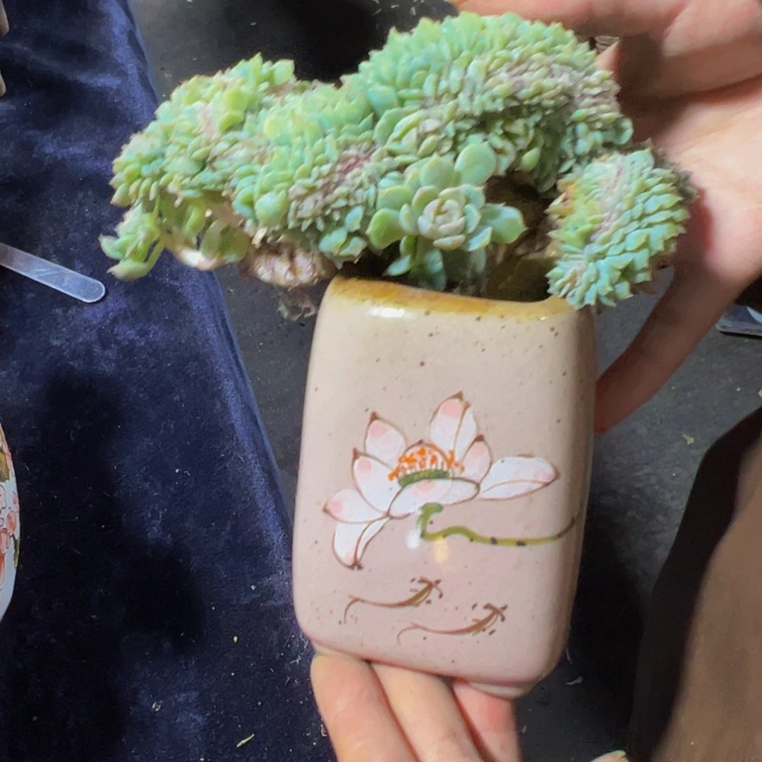 粉心冰魄缀微瑕天天开心