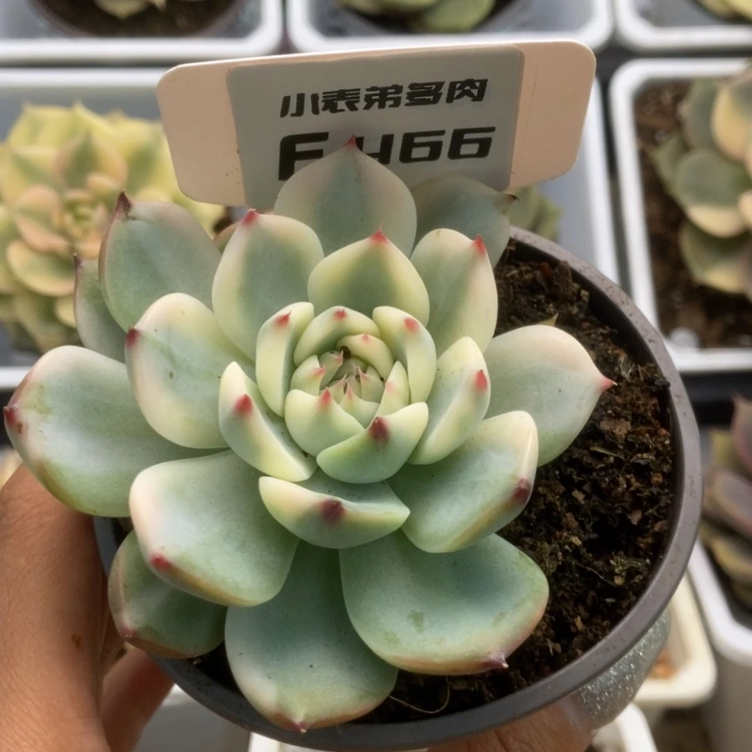 老*三466锦锦锦锦锦锦锦锦