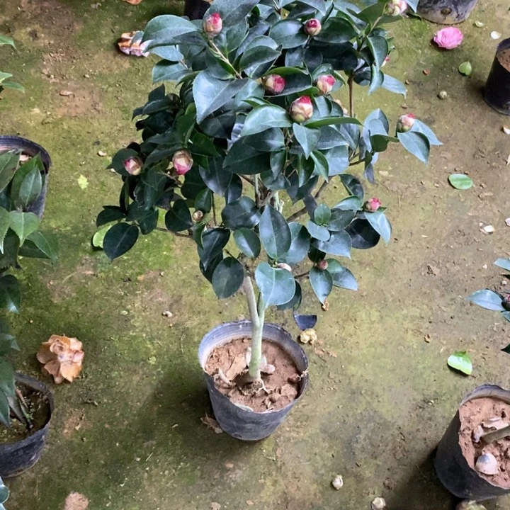 花佛鼎 一物一拍。