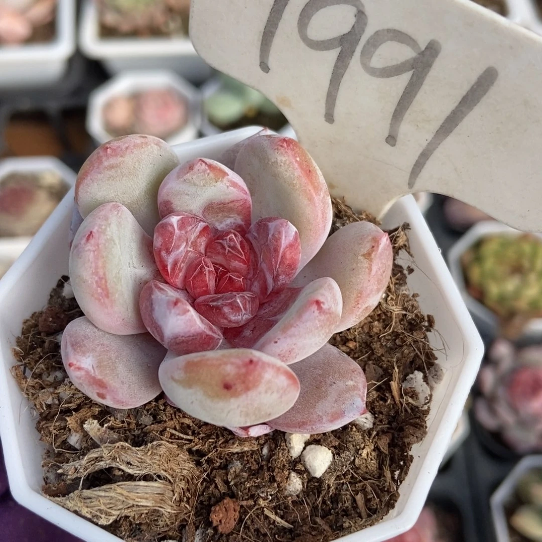 1991雪天使多肉植物保护