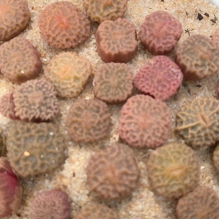 11521超烧一颗  DT7778