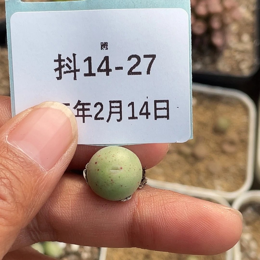 咪*哆14-27肉锥多肉植物