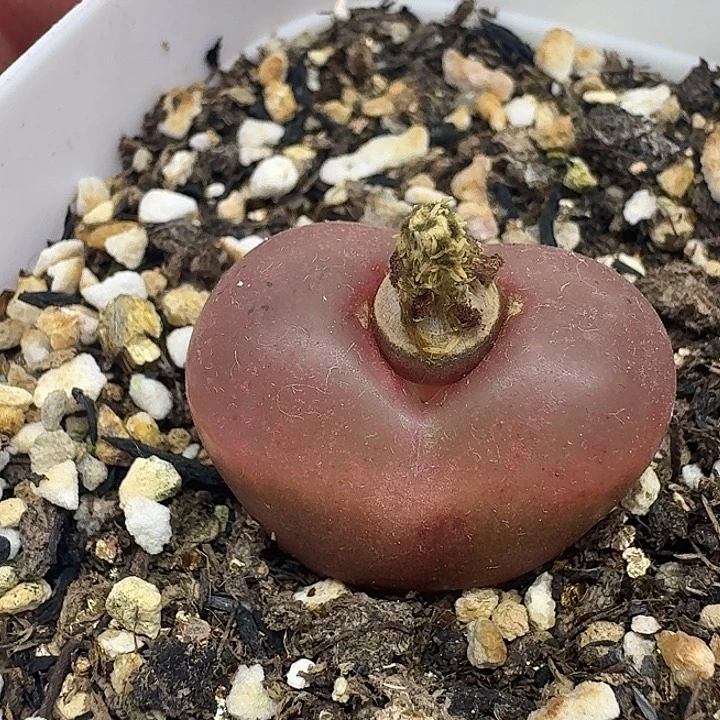 老马生石花2.4吕红403