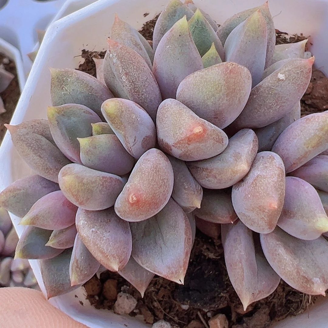 红象牙群19包邮多肉植物