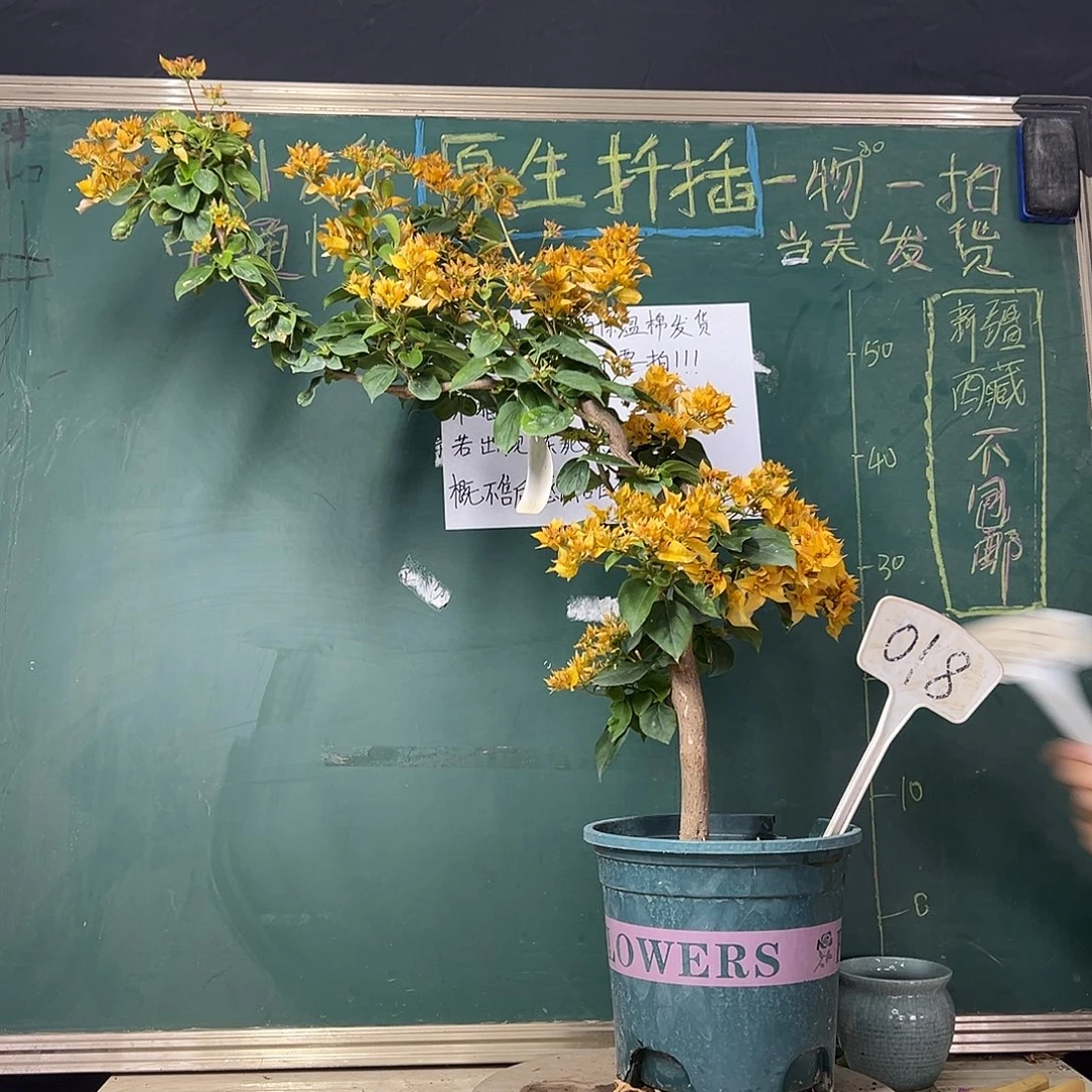 完全开放  重瓣黄 原生小树头  018