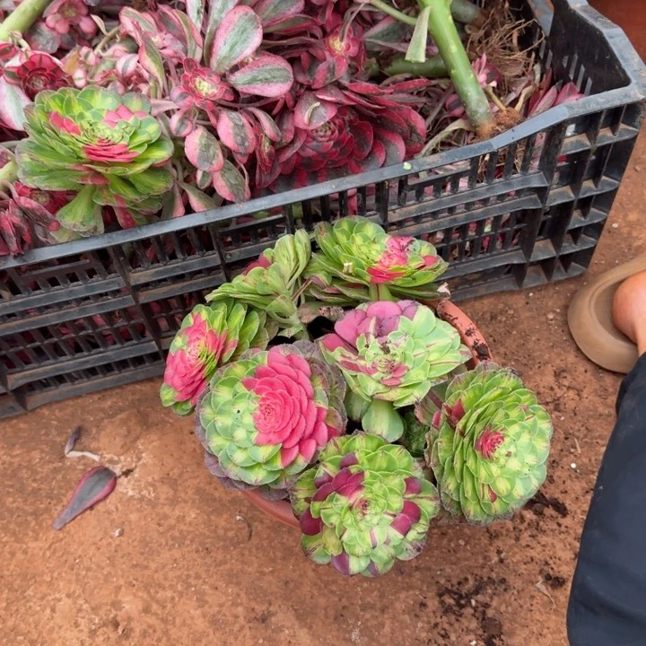 知否带跟的花脸啊啊啊