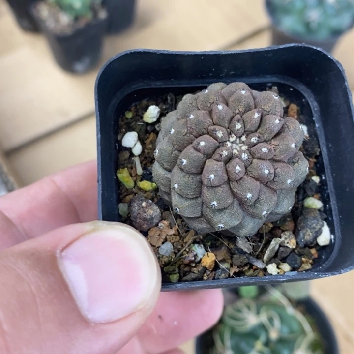 蜥蜴皮特价福利包邮