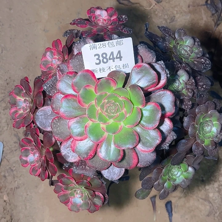 无花朵王*芳3844丽娜阴阳多肉植物2号