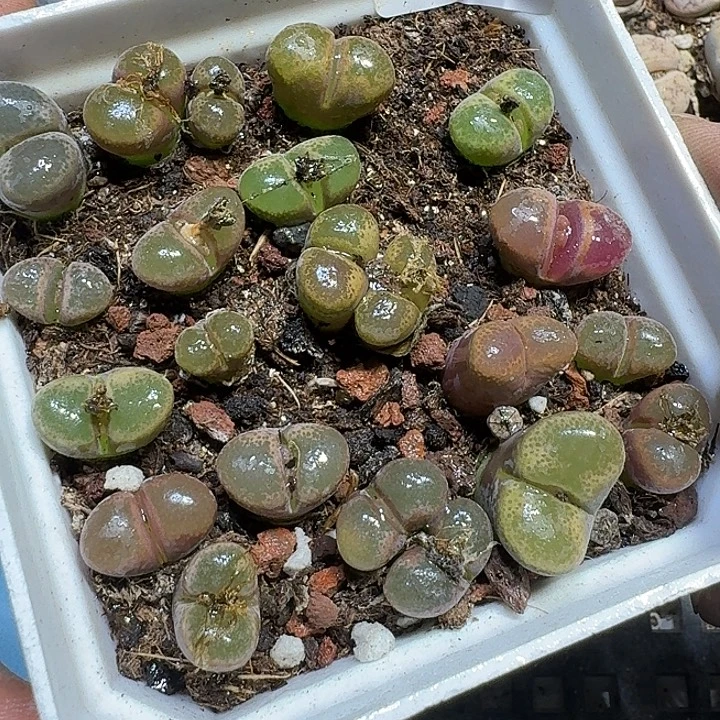 443 多肉植物多肉植物