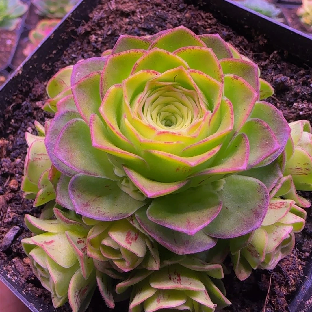 花未央捧花1342424272738683